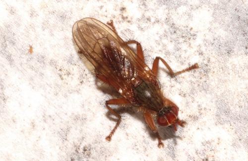 Scathophaga sp.
